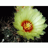 Photo Cactus 7 Flower title=