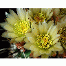 Photo Cactus 73 Flower