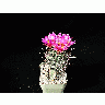 Photo Cactus 79 Flower title=