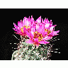Photo Cactus 81 Flower title=
