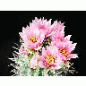 Photo Cactus 92 Flower title=