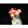 Photo Cactus 98 Flower title=