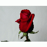 Photo Rose 14 Flower