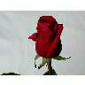 Photo Rose 20 Flower