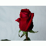 Photo Rose 24 Flower