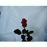 Photo Rose 33 Flower