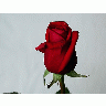 Photo Rose 36 Flower