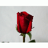 Photo Rose 39 Flower