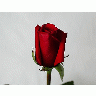 Photo Rose 47 Flower