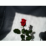 Photo Rose 5 Flower