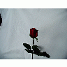 Photo Rose 60 Flower