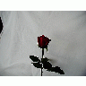 Photo Rose 66 Flower