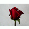 Photo Rose 69 Flower