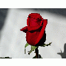 Photo Rose 8 Flower title=