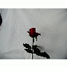 Photo Rose 82 Flower
