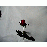 Photo Rose 88 Flower title=