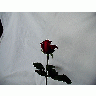 Photo Rose 96 Flower
