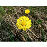 Photo Coltsfoot Flower