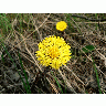Photo Coltsfoot Flower title=