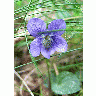 Photo Common Dog Violet 2 Flower title=