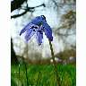 Photo Siberian Squill 2 Flower title=