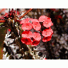 Photo Flower 12 Flower title=
