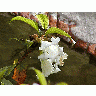 Photo Flower 18 Flower title=