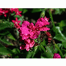 Photo Flower 32 Flower