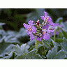 Photo Frost Flower