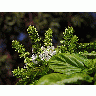 Photo Herbs Blooming Basil Flower title=