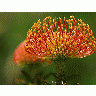 Photo Pincushion Protea Flower title=