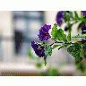 Photo Purple Flowers Flower