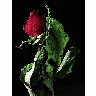 Photo Rose 2 Flower