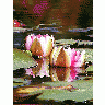 Photo Water Lillies Flower