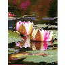 Photo Water Lillies Flower title=
