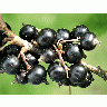 Photo Black Currant 3 Food title=