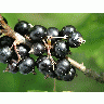 Photo Black Currant 4 Food