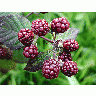 Photo Blackberries 4 Food title=