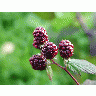 Photo Blackberries 5 Food