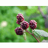 Photo Blackberries 5 Food title=