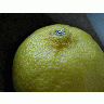 Photo Lemon 1 Food title=