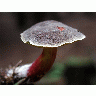 Photo Mushroom 1 Food