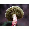 Photo Mushroom 3 Food