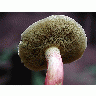 Photo Mushroom 4 Food
