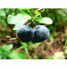 Photo Blueberries 3 Food