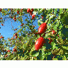 Photo Dog Rose Hips Food title=