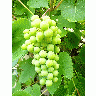 Photo Grapevine 2 Food title=