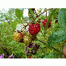 Photo Raspberries Food title=