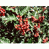 Photo Red Tree Berries Food