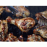 Photo Barbecued Chicken Food title=